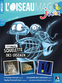 Couverture de l'OISEAU MAG JUNIOR n°37